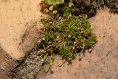 Sagina procumbens