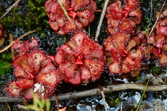 Drosera slackii