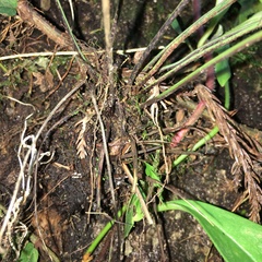 Asplenium wilfordii wilfordii