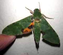 Euchloron megaera