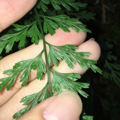 Asplenium wilfordii wilfordii