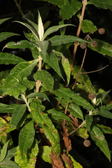 Buddleja globosa