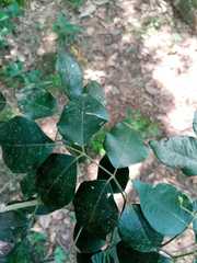 Amyris pinnata