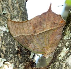 Charaxes varanes varanes