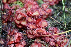 Drosera slackii