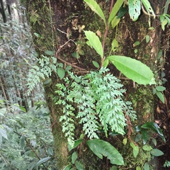 Asplenium wilfordii wilfordii
