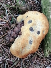 Fungi