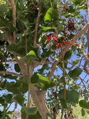 Tristerix corymbosus