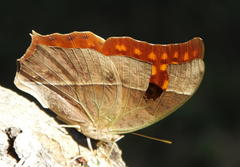 Charaxes varanes varanes