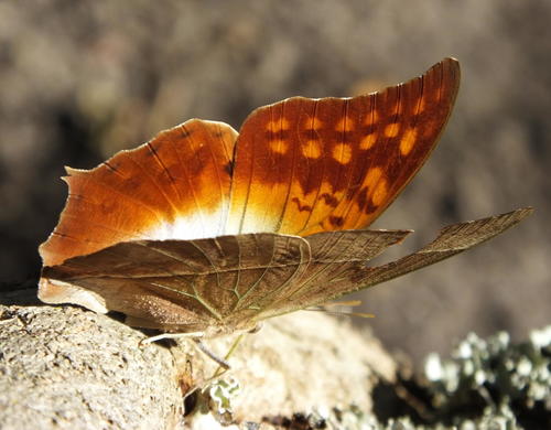 White Pearl Emperor