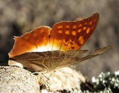 Charaxes varanes varanes