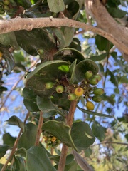 Tristerix corymbosus