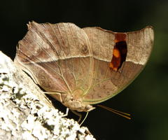 Charaxes varanes varanes