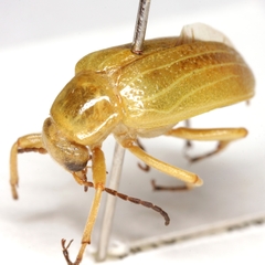 Zonitis dunniana