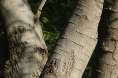 Urosaurus bicarinatus