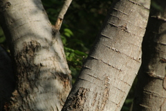 Urosaurus bicarinatus