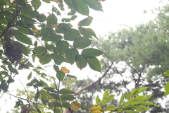 Toxicodendron trichocarpum