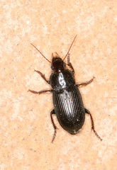 Anisodactylini