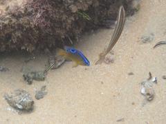 Chrysiptera brownriggii