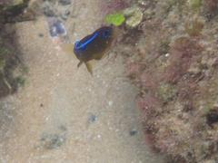 Chrysiptera brownriggii