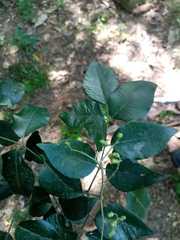 Amyris pinnata