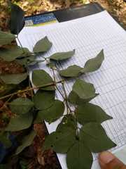 Amyris pinnata
