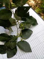 Amyris pinnata
