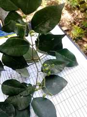 Amyris pinnata