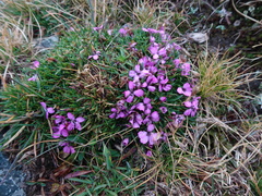 Dianthus microlepis