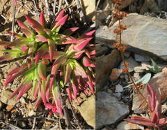 Crassula capitella thyrsiflora