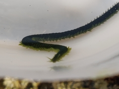 Eulalia clavigera