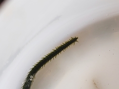Eulalia clavigera
