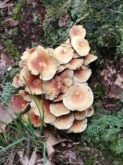 Hypholoma fasciculare