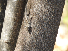 Sceloporus albiventris