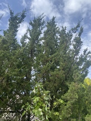 Juniperus virginiana