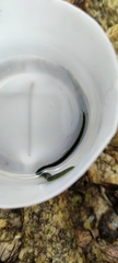 Eulalia clavigera