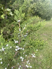 Juniperus virginiana