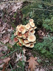 Hypholoma fasciculare