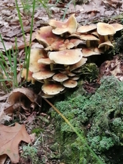 Hypholoma fasciculare