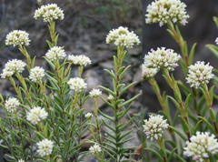 Crassula subulata subulata