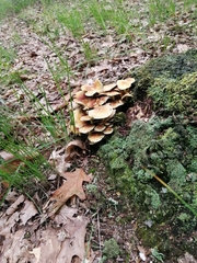 Hypholoma fasciculare