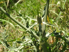 Eryngium coronatum