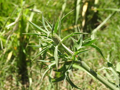 Eryngium coronatum
