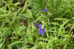 Exacum pumilum
