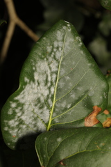 Erysiphe penicillata