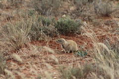 Cynictis penicillata penicillata