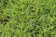 Exacum pumilum