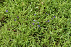 Exacum pumilum