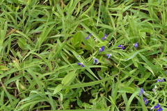 Exacum pumilum