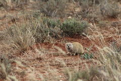 Cynictis penicillata penicillata